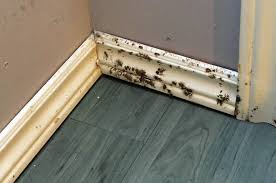 mold removal 6