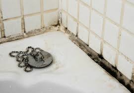 mold removal3