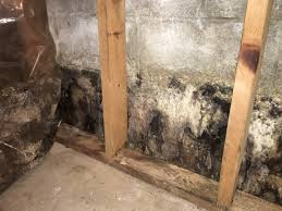 mold removal5