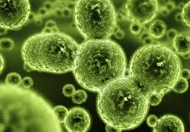 mold removal1