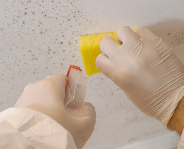 How Professional Mold Remediation Protects Your Home and Health