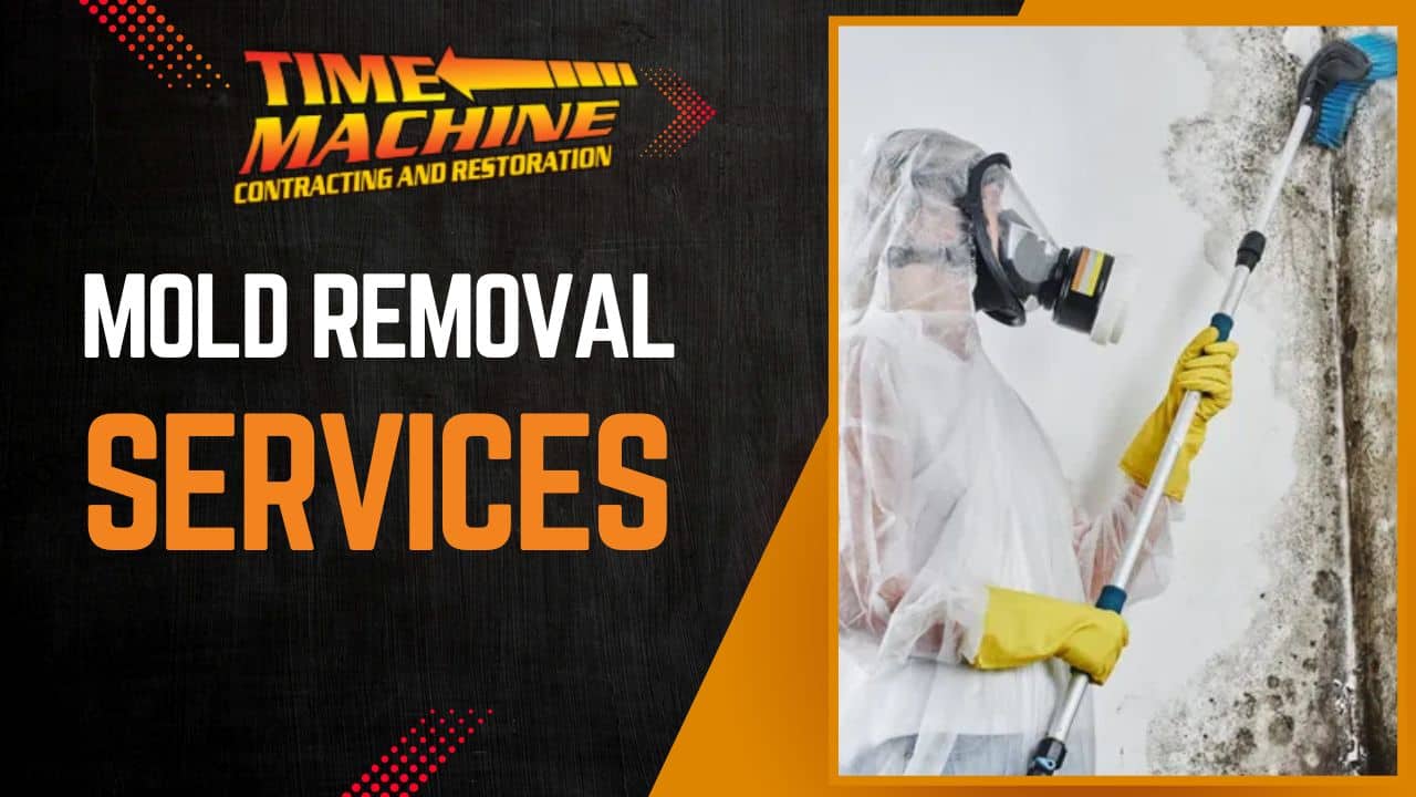 Mold Removal Services FL